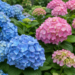 Hydrangea color inspiration